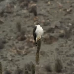 Aguilucho copia